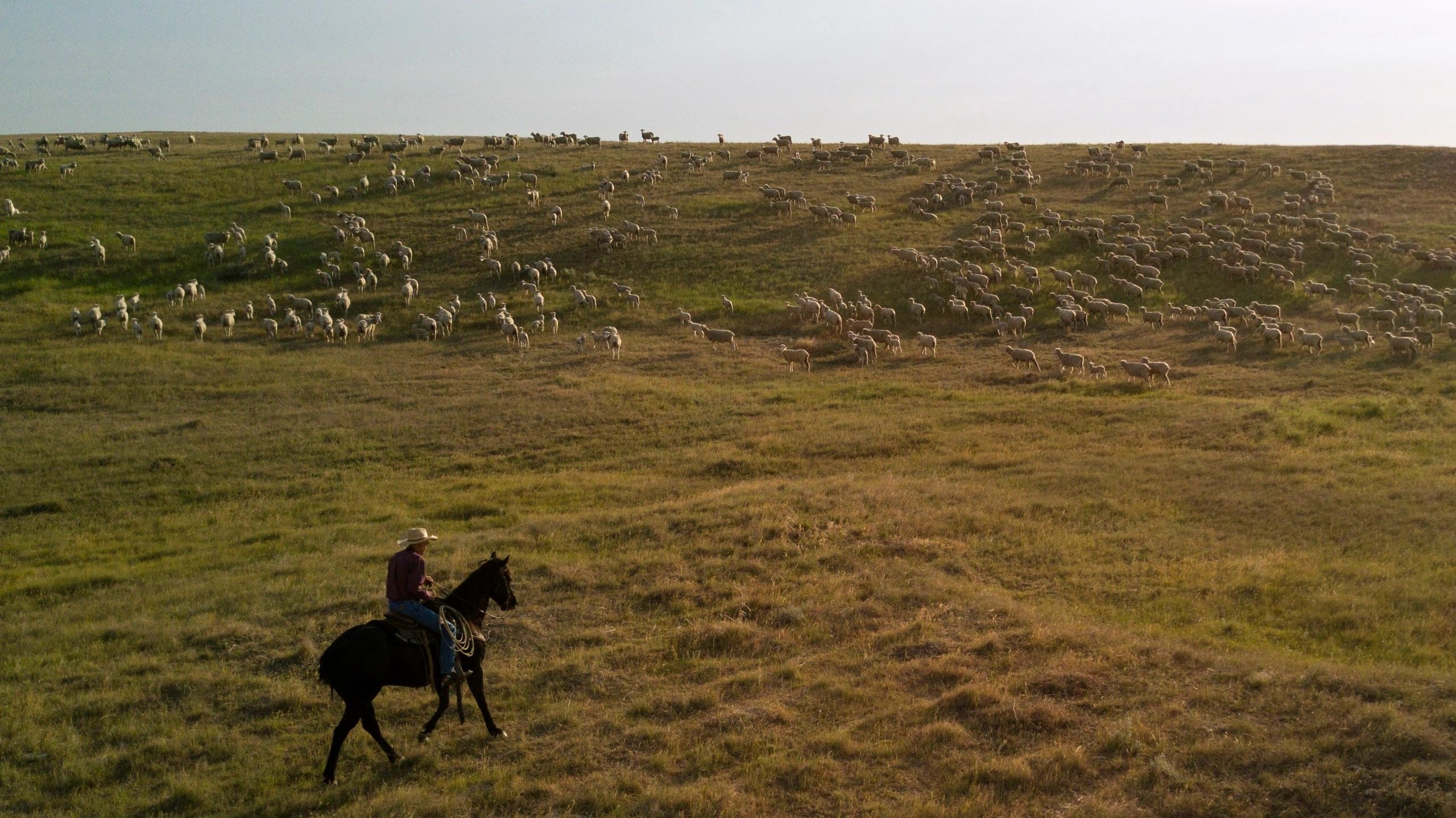 Cowboy herding sheep on the South Dakota prairie