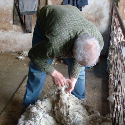 Rambouillet sheep