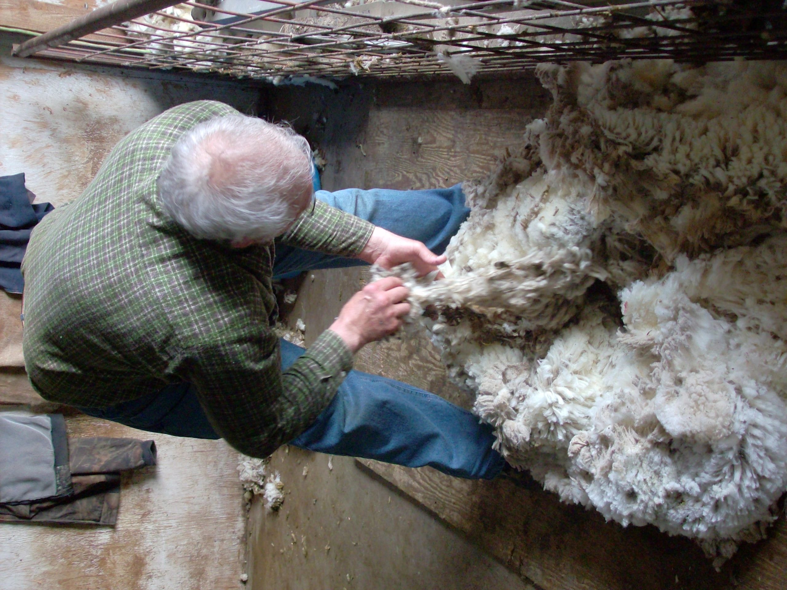 Person shearing a Rambouillet sheep