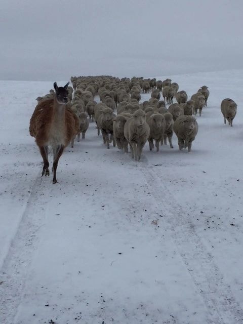 Rambouillet sheep herd in snowy landscape